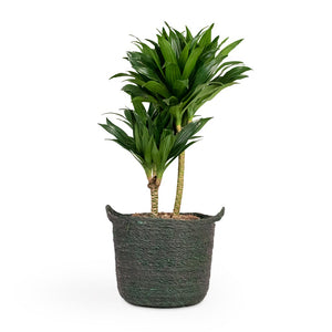 Dracaena fragrans Compacta - Multi Stem Houseplant (2 stems) & Nelis Plant Basket - Green