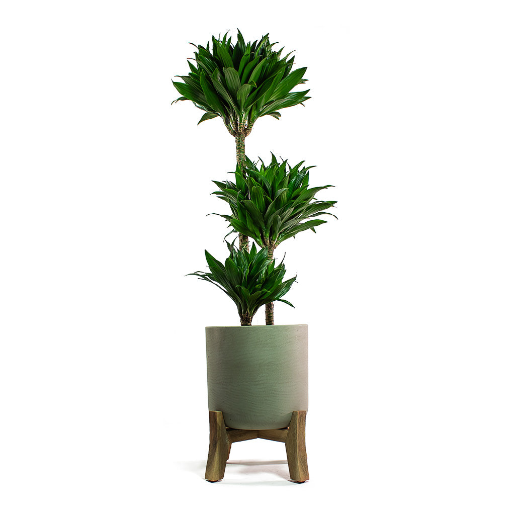 Dracaena fragrans Compacta Multi-Stem with Charlie Plant Pot Low Stand Grey Washed