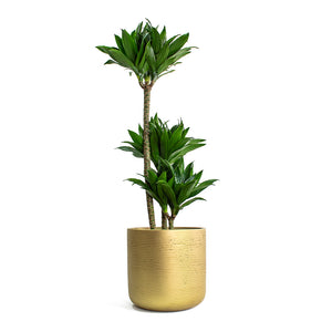 Dracaena fragrans Compacta Multi-Stem with Charlie Plant Pot Metallic Gold
