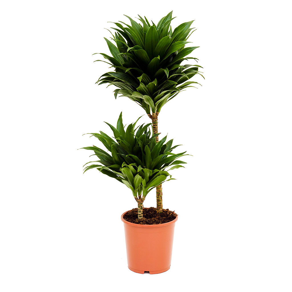 Dracaena fragrans Compacta - Multi Stem - 80cm
