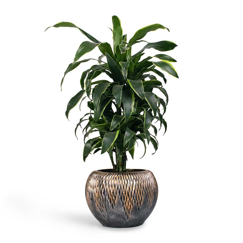 Dracaena fragrans Dorado Indoor Plant  - Branched & Luxe Lite Comet Globe Planter - Bronze