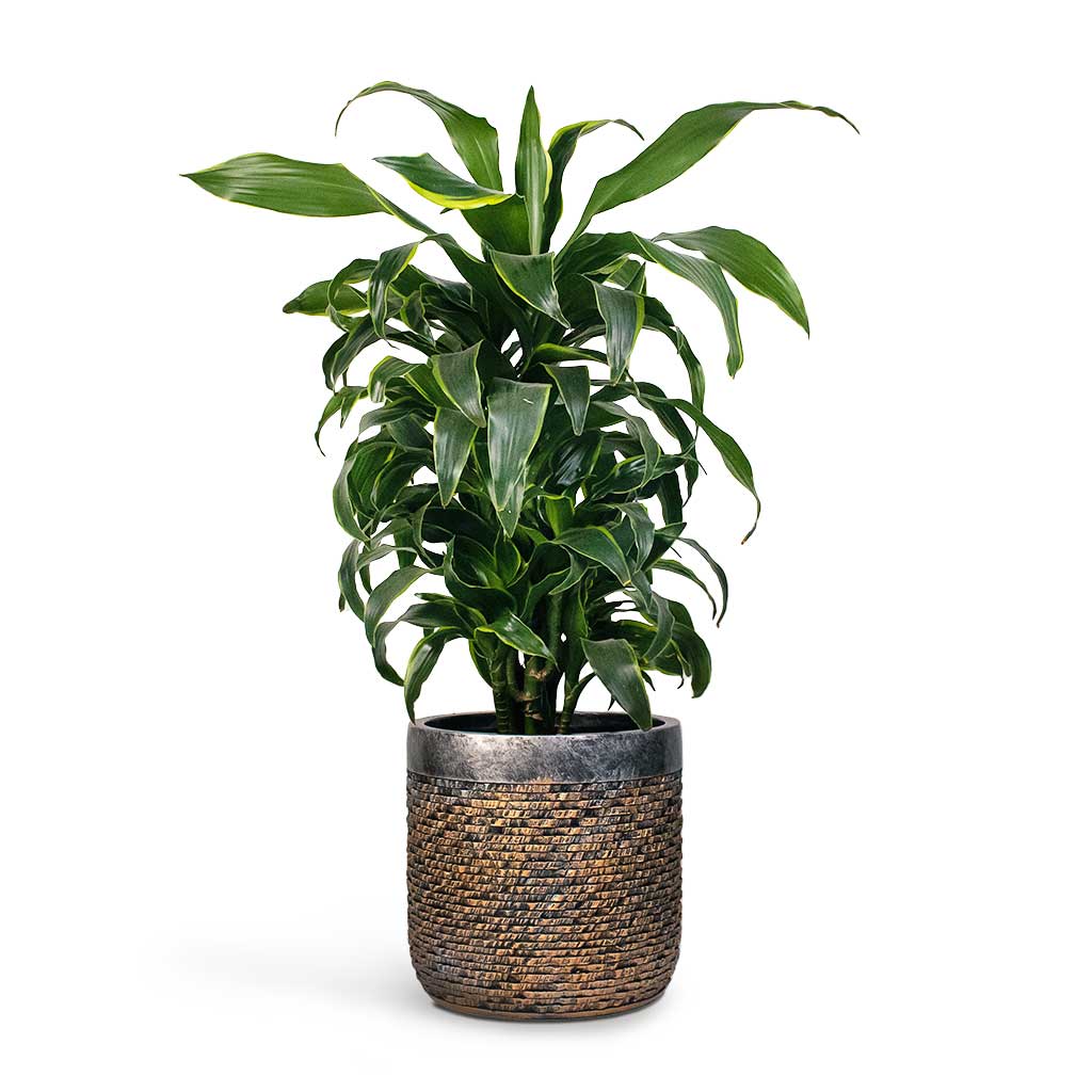 Dracaena fragrans Dorado - Branched & Luxe Lite Layer Cylinder Planter - Bronze