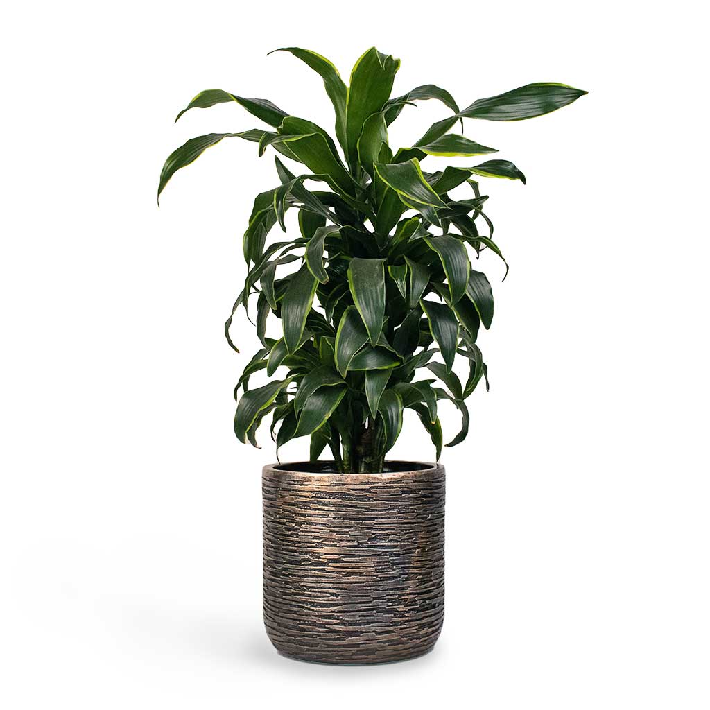 Dracaena fragrans Dorado Indoor Plant - Branched & Luxe Lite Wrinkle Cylinder Planter - Bronze