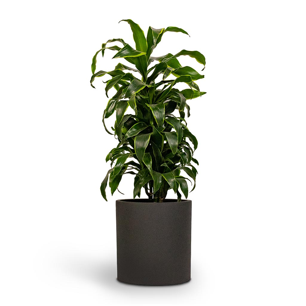 Max Refined Planter Volcano Black