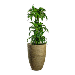 Dracaena fragrans Dorado Branched & Ben Plant Pot - Straw Grass