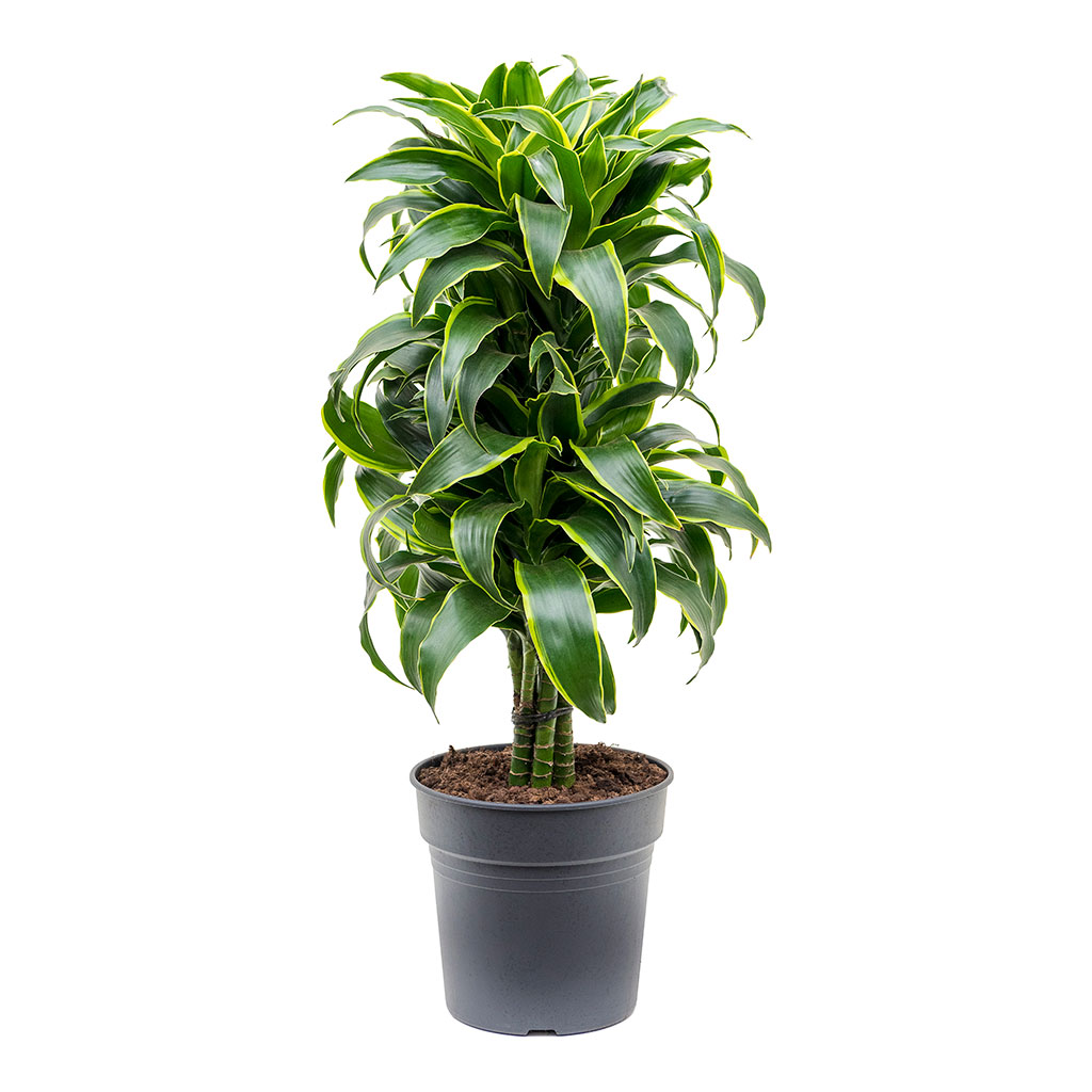 Dracaena fragrans Dorado - Branched Indoor Plants | Hortology