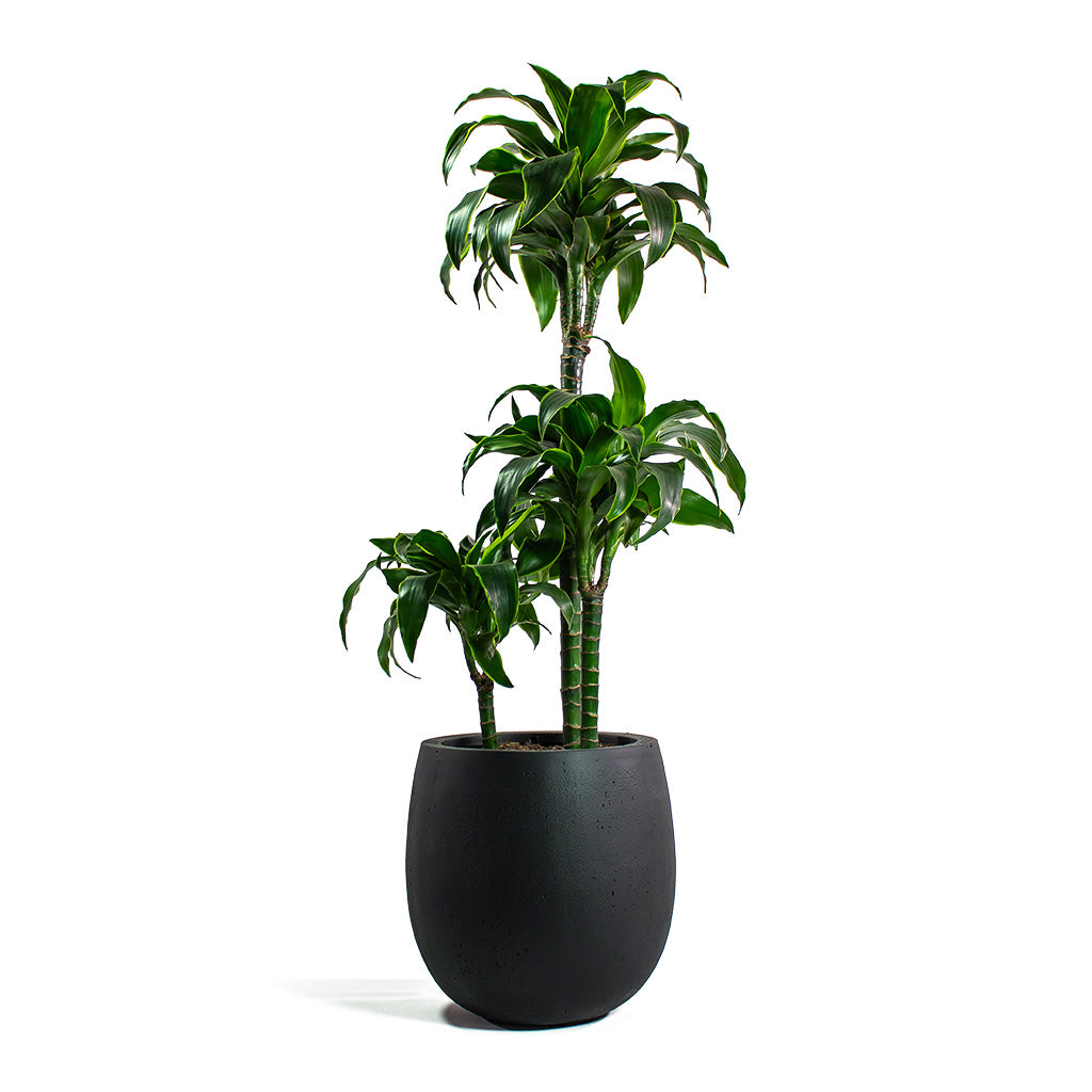 Dracaena fragrans Dorado Multi-Stem with Grigio Balloon Plant Pot Anthracite Concrete