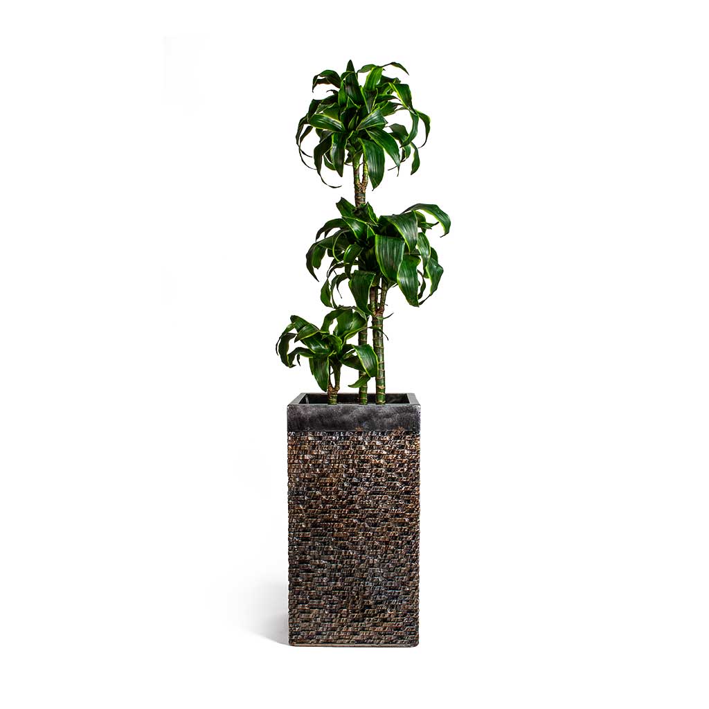 Dracaena fragrans Dorado Multi Stem & Luxe Lite Layer Square Planter Bronze