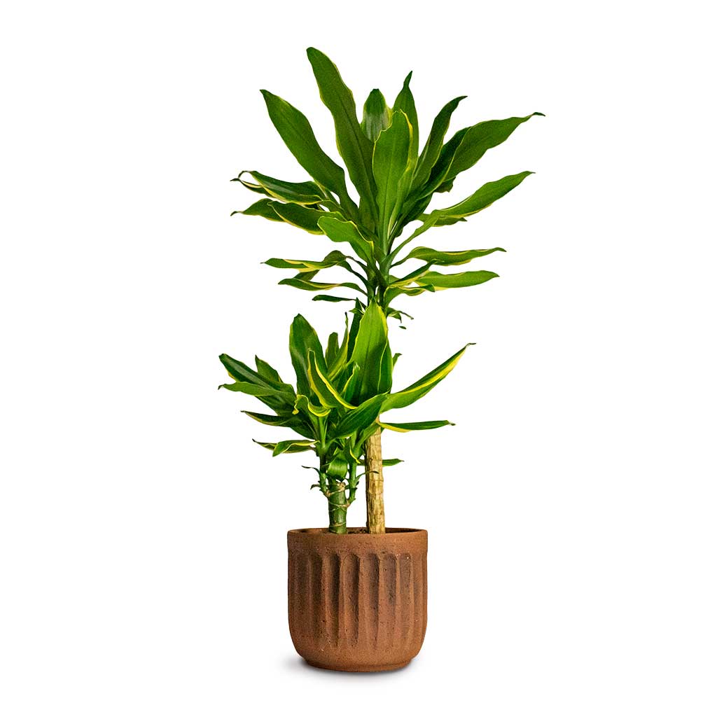 Dracaena fragrans Gold Coast Multi-Stem Houseplant &amp; Plant Pot Duncan Rust