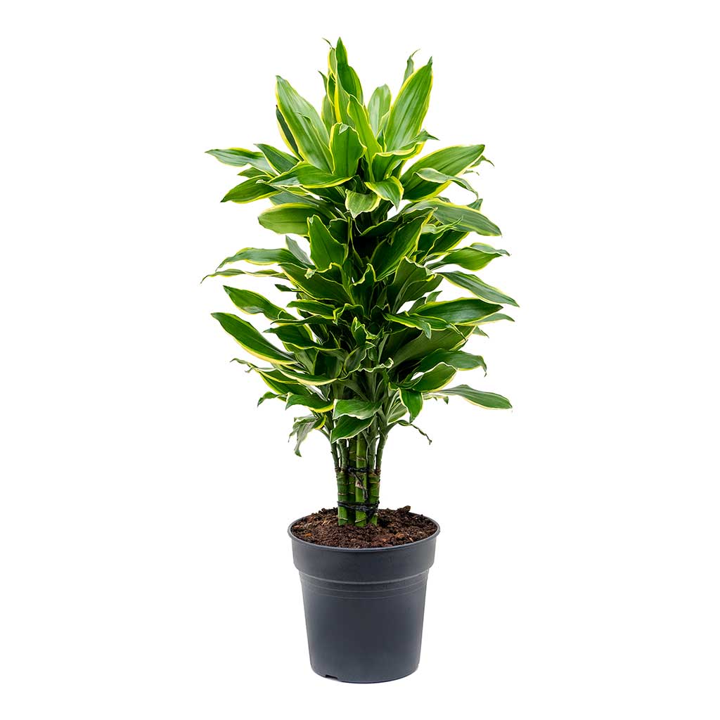 Dracaena Golden Coast