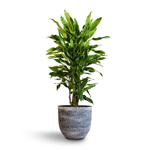 Dracaena fragrans Golden Coast - Branched Houseplant & Cas Plant Pot - Anthracite