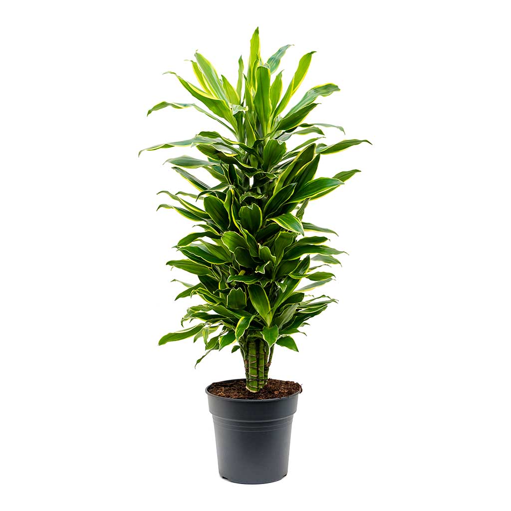 Dracaena fragrans Golden Coast - Branched - Large