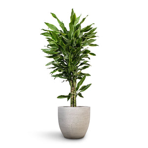 Dracaena fragrans Golden Coast - Branched & Cas Plant Pot - Cool Grey