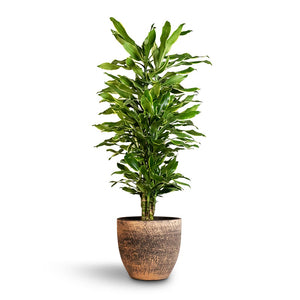 Dracaena fragrans Golden Coast - Branched Houseplant & Cas Plant Pot - Sahara