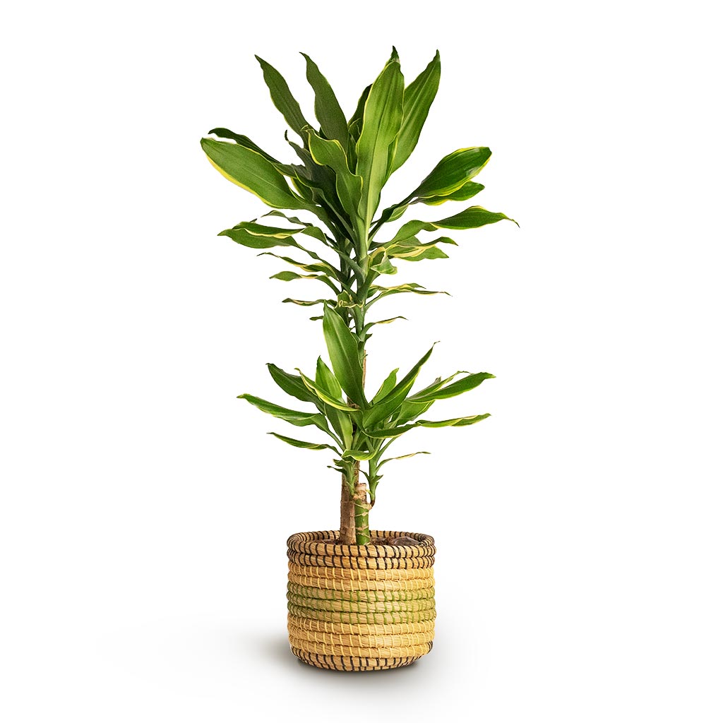 Dracaena fragrans Golden Coast Multi Stem Houseplant & Jane Plant Baskets Set of 5 Jungle