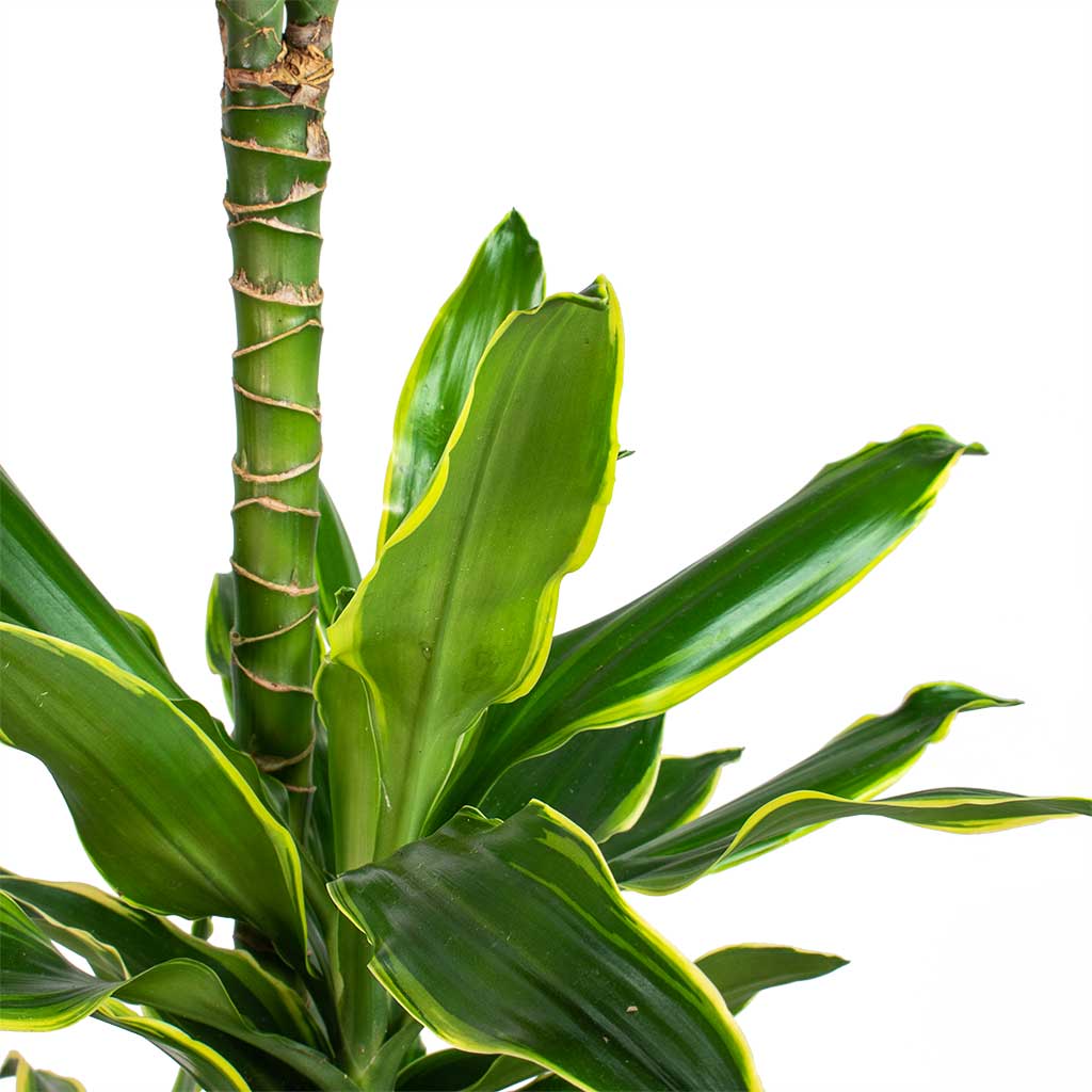 Dracaena fragrans Golden Coast - Multi Stem - Leaves