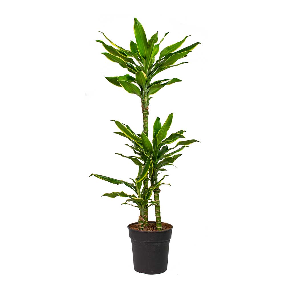 Dracaena fragrans Golden Coast - Multi Stem