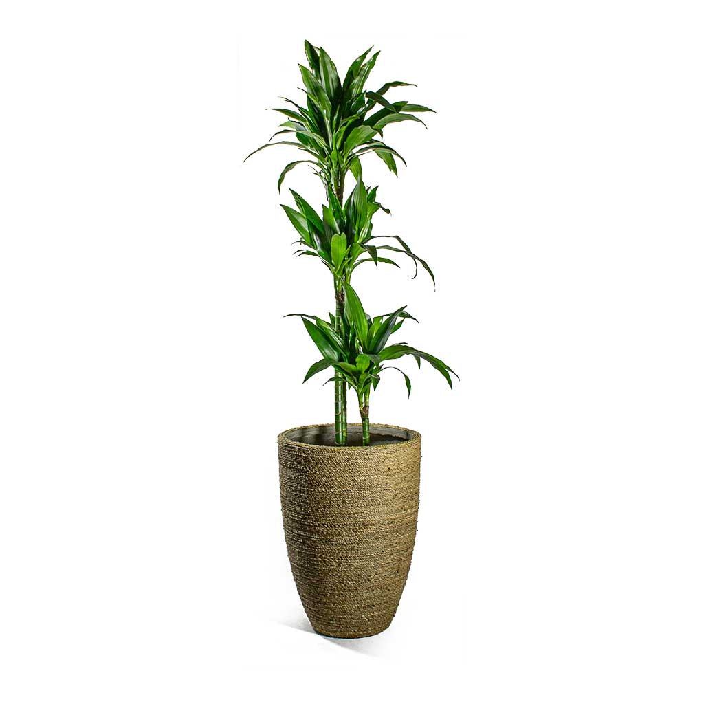 dracaena lisa dying Dracaena fragrans Janet Craig Indoor Plants - Multi Stem | Hortology