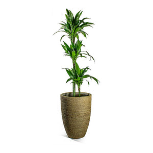 Dracaena fragrans Janet Craig Multi Stem & Ben Plant Pot Straw Grass