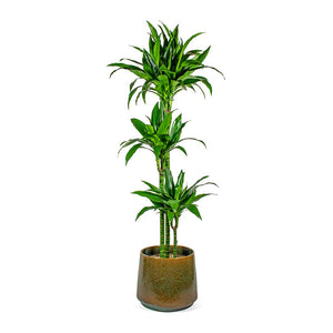 Dracaena fragrans Janet Craig Multi Stem & Joah Oasis 33cm Plant Pot