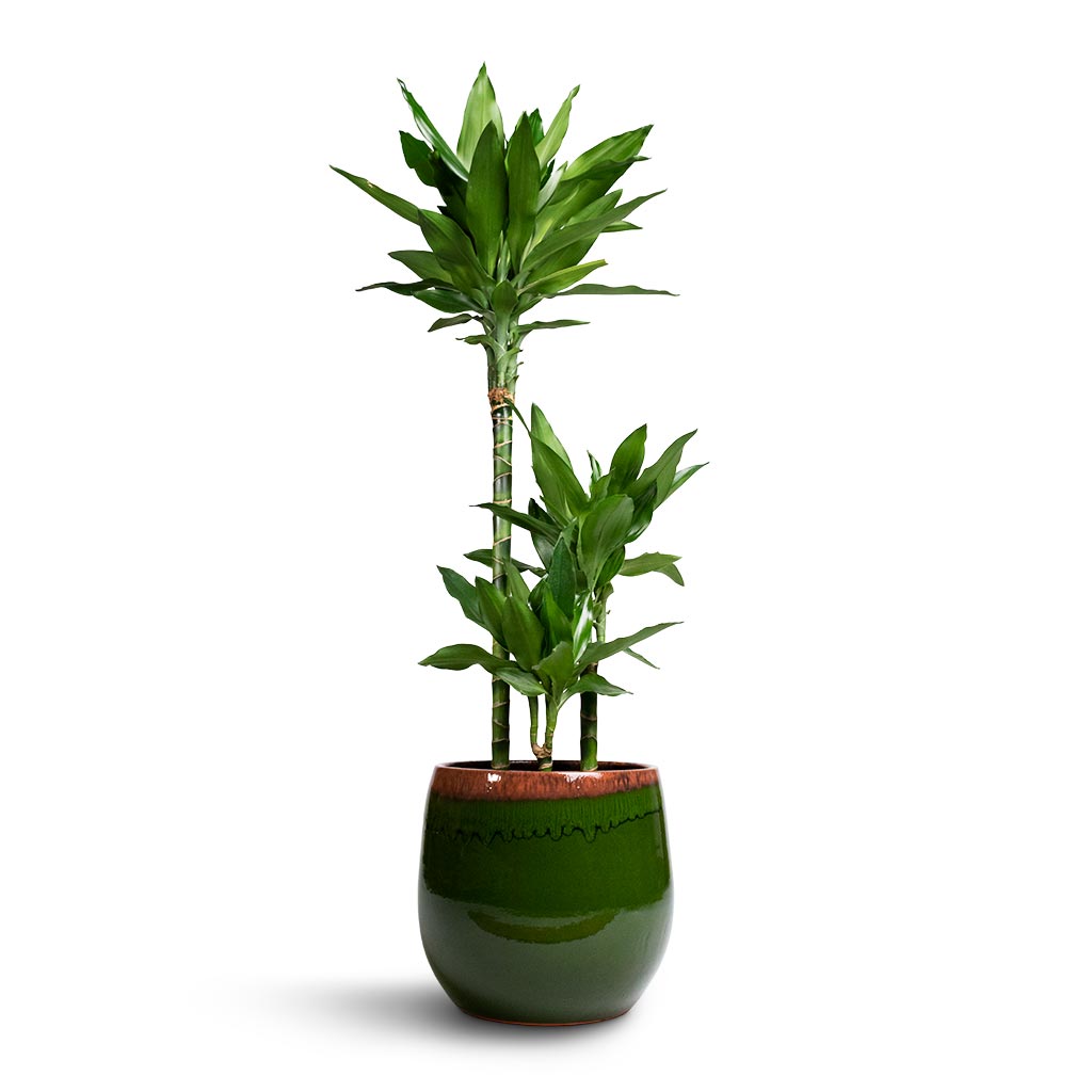 janet lind dracaena Dracaena fragrans Janet Lind - Multi Stem Indoor Plants | Hortology