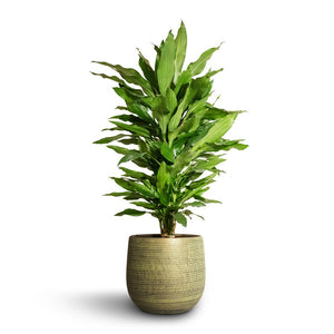 Dracaena fragrans Janet Lind - Branched & Lydia Plant Pot - Shiny Green