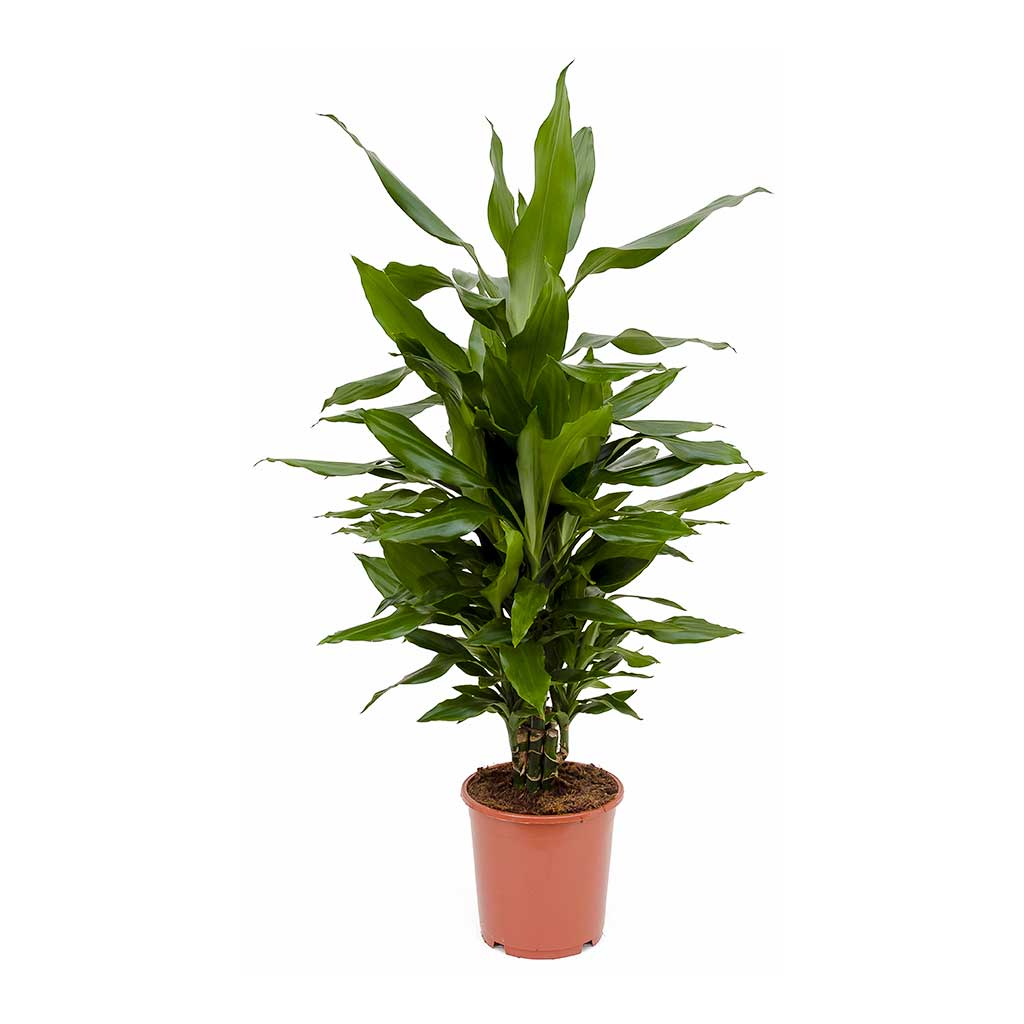 Dracaena fragrans Janet Lind Indoor Plants - Branched | Hortology