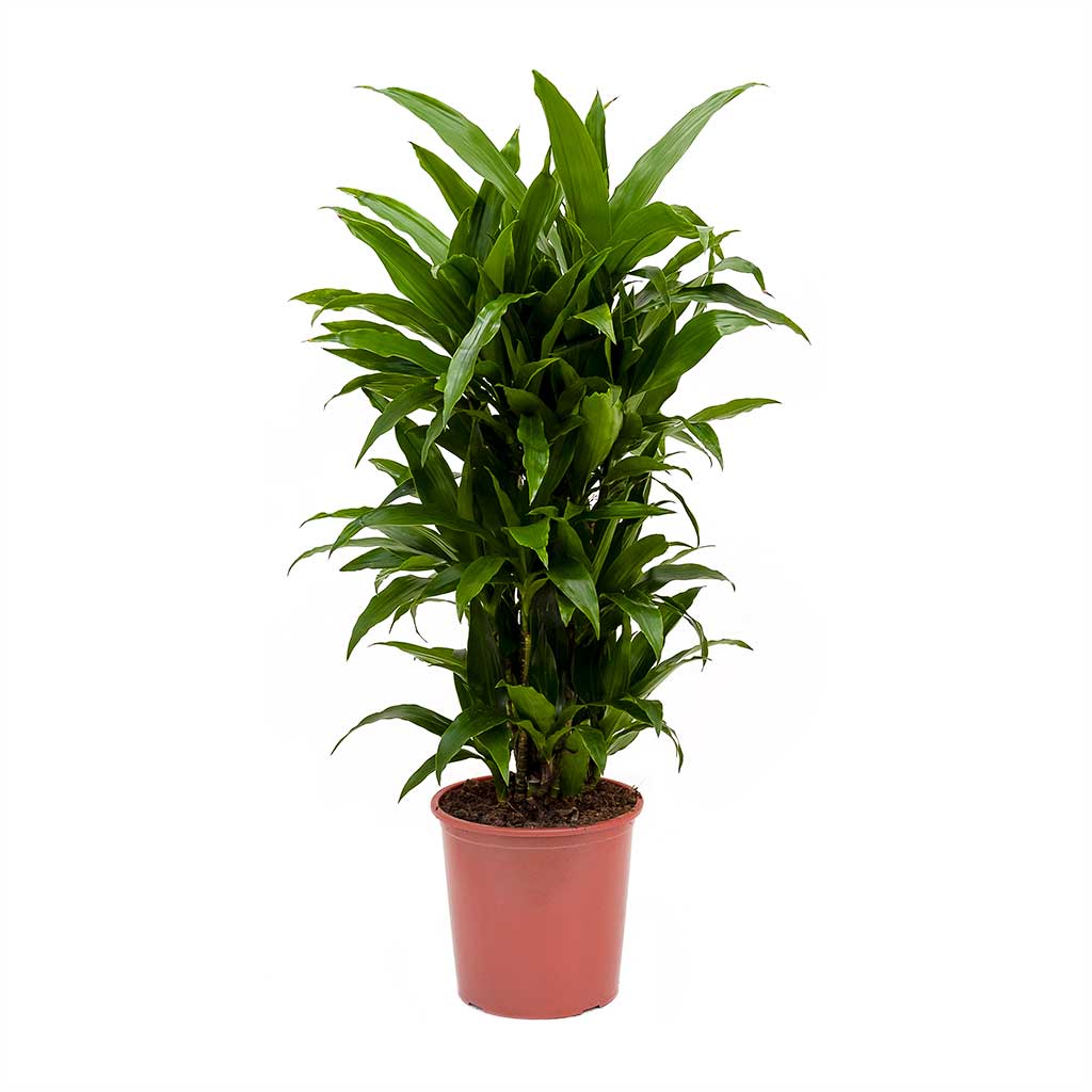 Dracaena fragrans Janet Craig - Branched & Leon Plant Pot - Granite