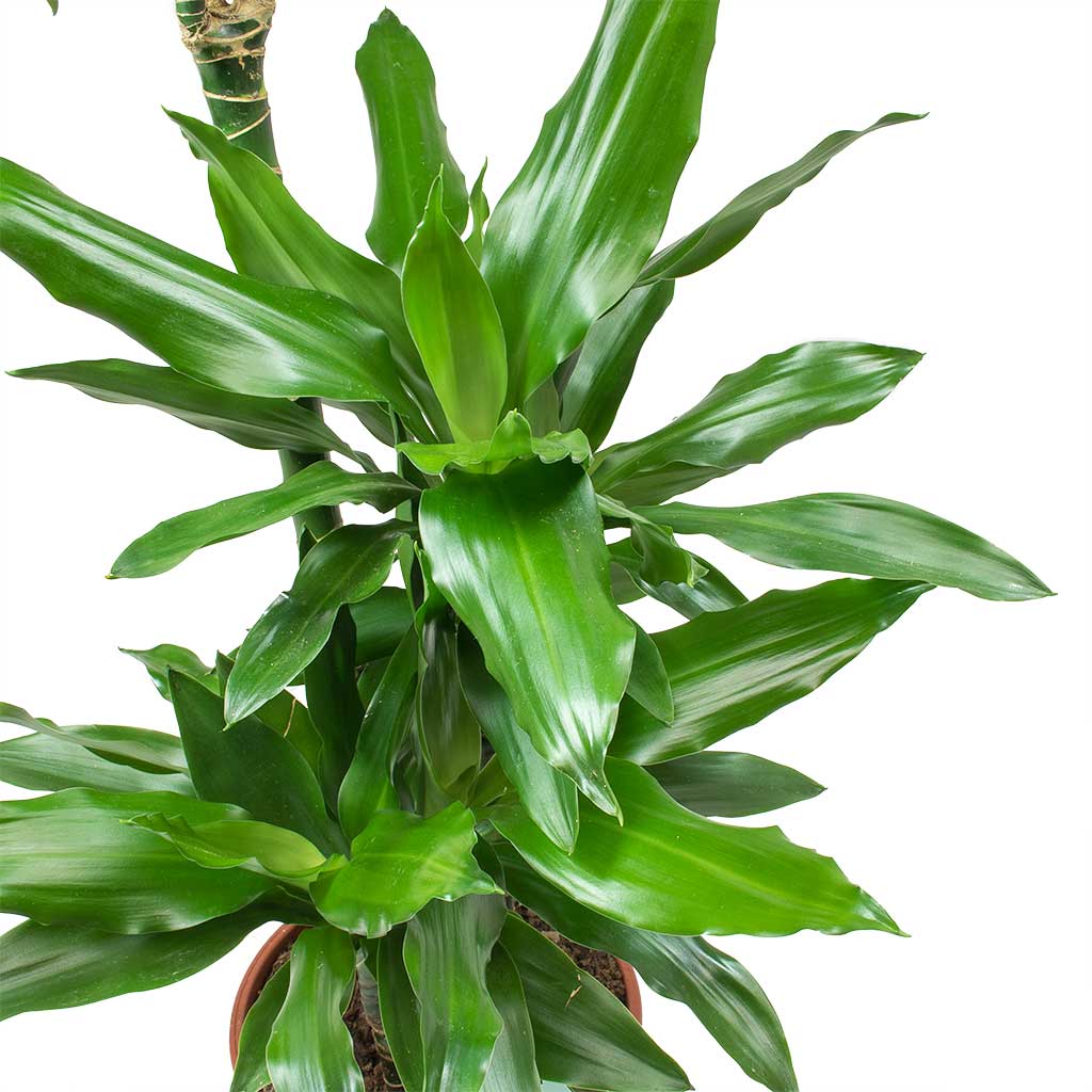 Dracaena fragrans Janet Lind - Branched & Lindy Plant Pot - Ochre