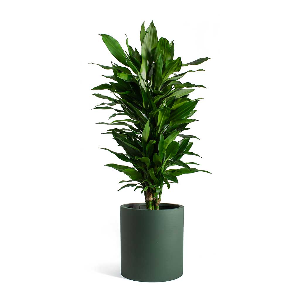 dracaena janet Dracaena fragrans Janet Lind Indoor Plants - Branched | Hortology