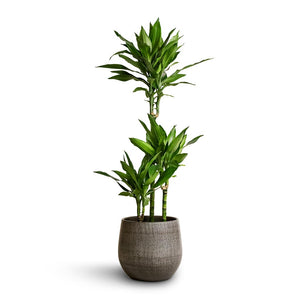 Dracaena fragrans Janet Lind - Multi Stem & Esra Plant Pot - Mystic Grey