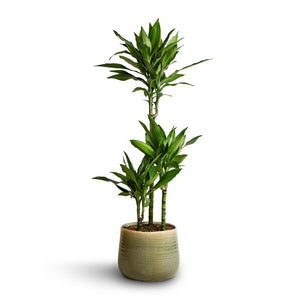 Dracaena fragrans Janet Lind - Multi Stem & Iris Plant Pot - Mint