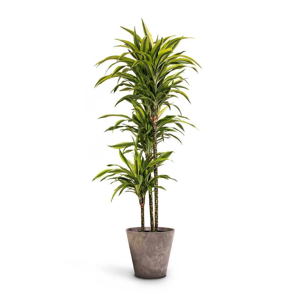 Dracaena fragrans Lemon Lime Multi Stem 24x140cm & Claire Artstone Plant Pot Grey 32x29cm