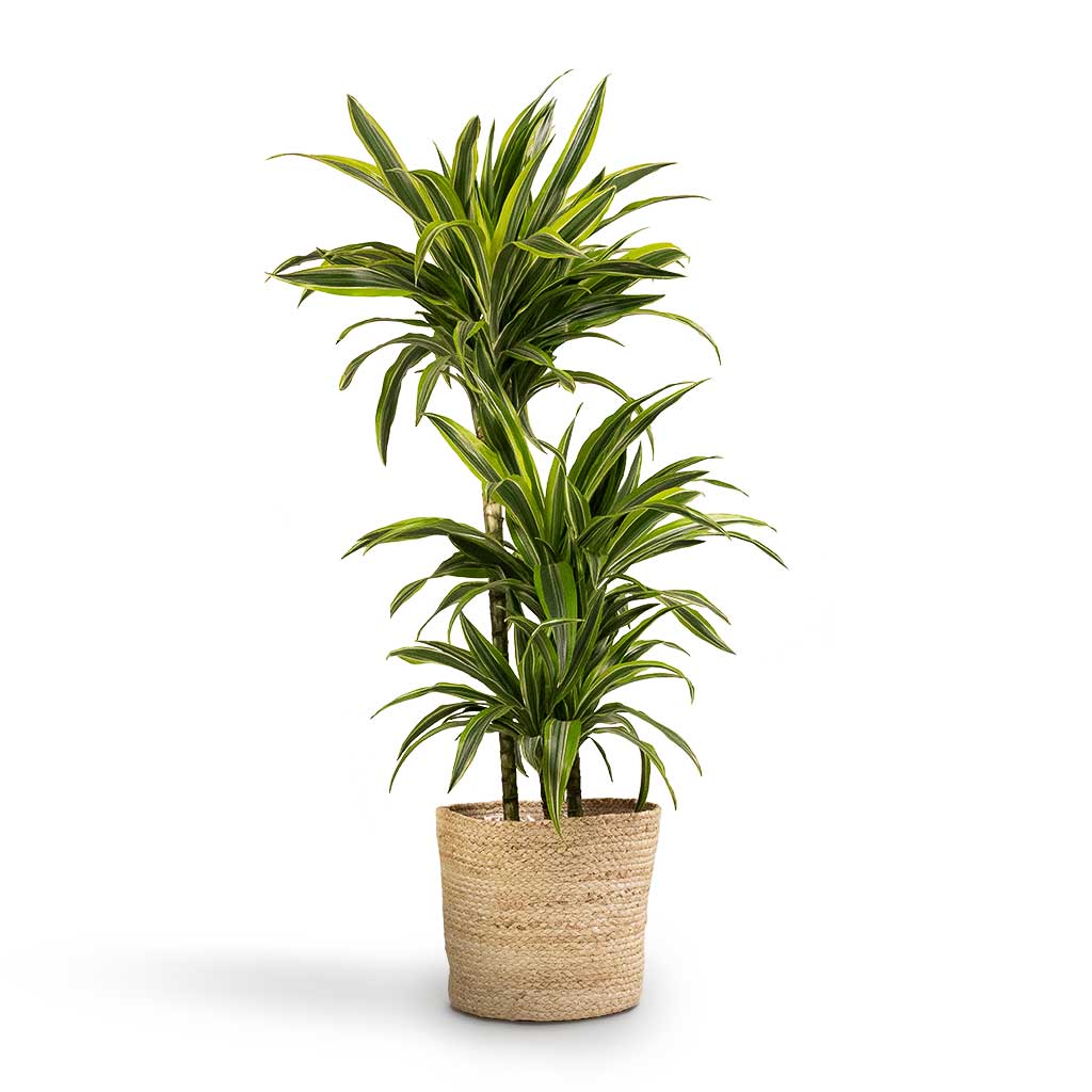 Dracaena fragrans Lemon Lime MultiStem Houseplant & Selin Plant Basket Jute