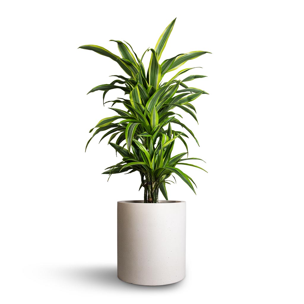 Max Refined Planter - Natural White & Lemon Lime Dracaena Branched