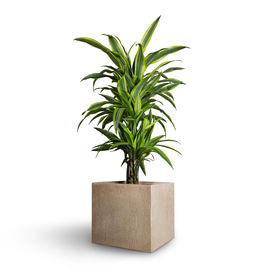 Raindrop Cube Planter - Stone & Lemon Lime Dracaena