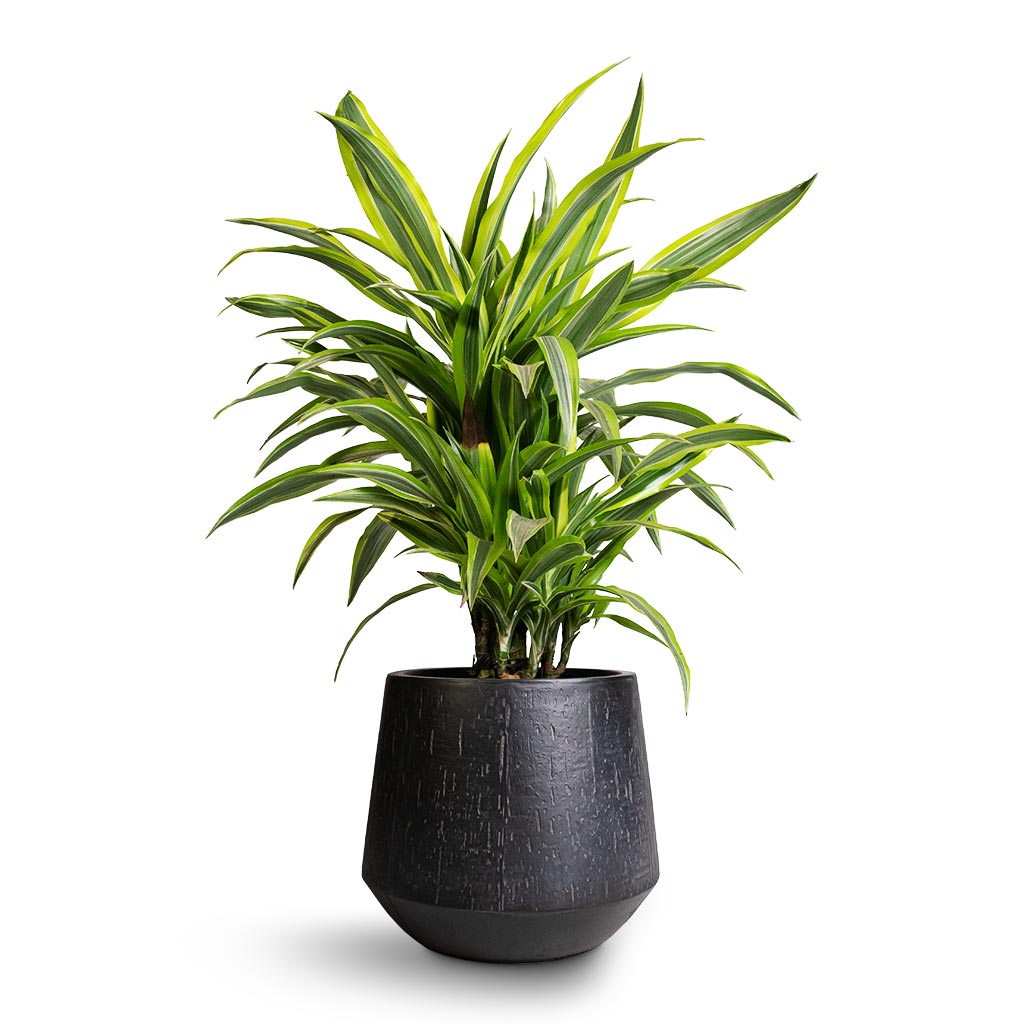 Dracaena fragrans Lemon Lime - Branched & Raindrop Tube Planter
