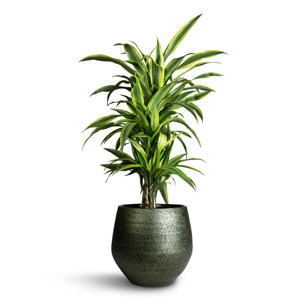 Dracaena fragrans Lemon Lime - Branched & Noor Plant Pot - Velvet Green