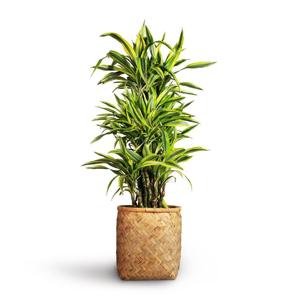 Dracaena fragrans Lemon Lime - Branched & Zayn Bamboo Planter