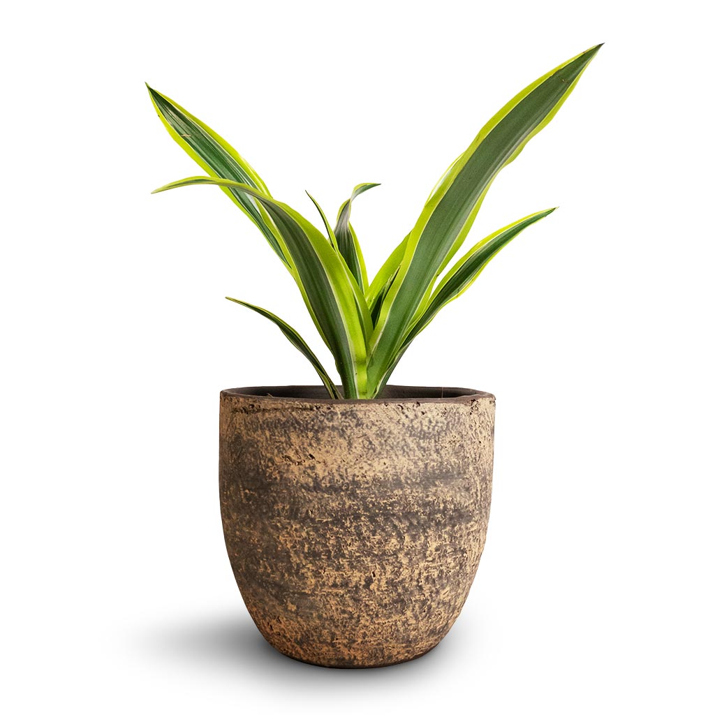 Cas Plant Pot - Sahara