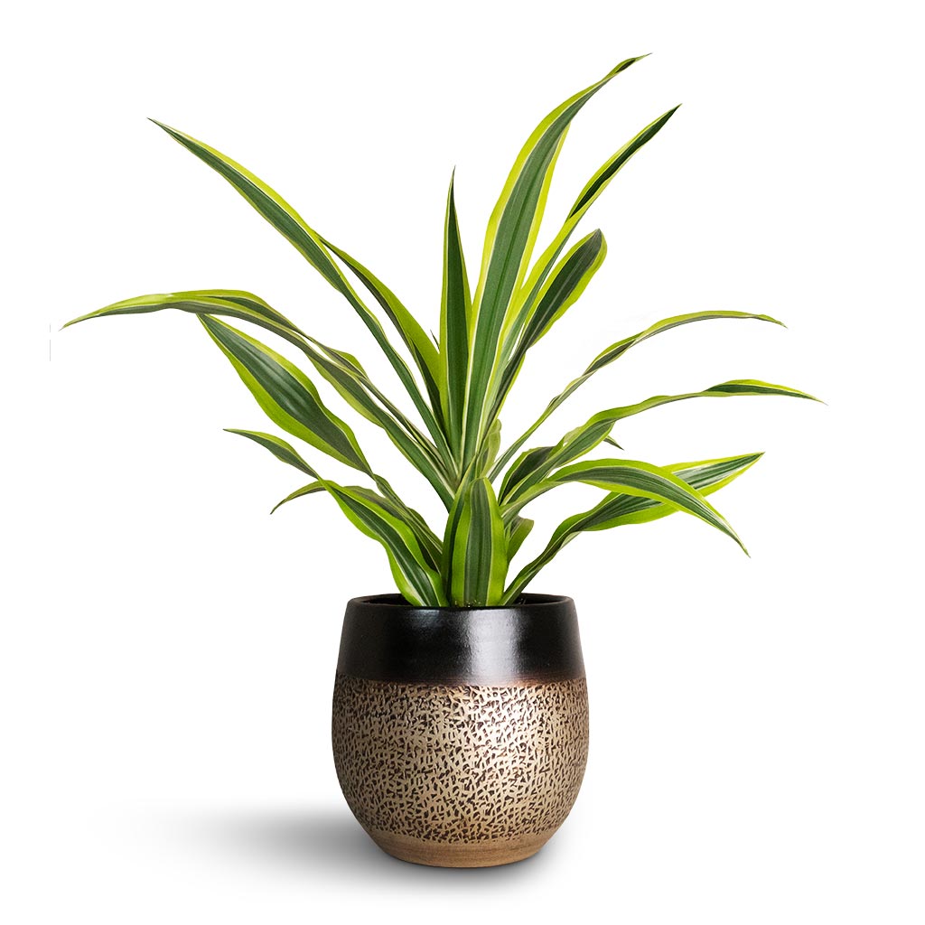 Dracaena fragrans Lemon Lime - Head & Mya Plant Pot - Deep Champagne