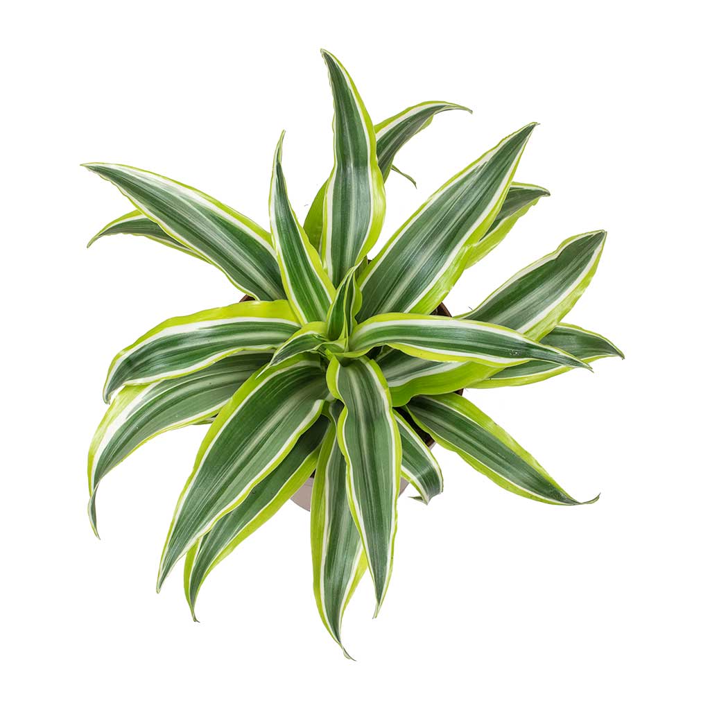 Dracaena fragrans Lemon Lime - Head - Small Leaves
