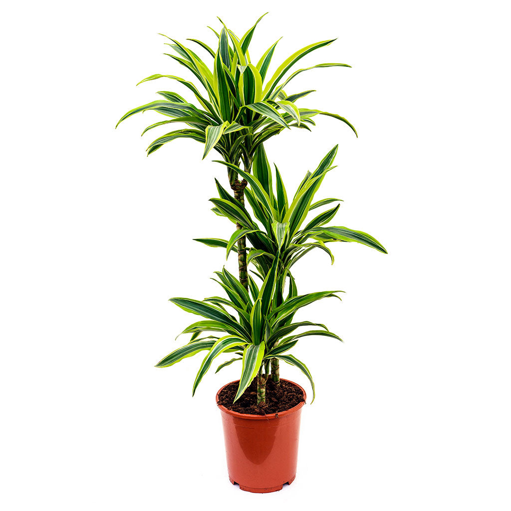 Dracaena fragrans Lemon Lime - Multi Stem 110cm