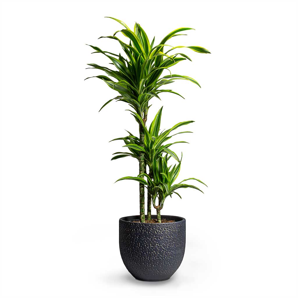Dracaena fragrans Lemon Lime Multi Stem & Rinca Plant Pot - Shiny Black