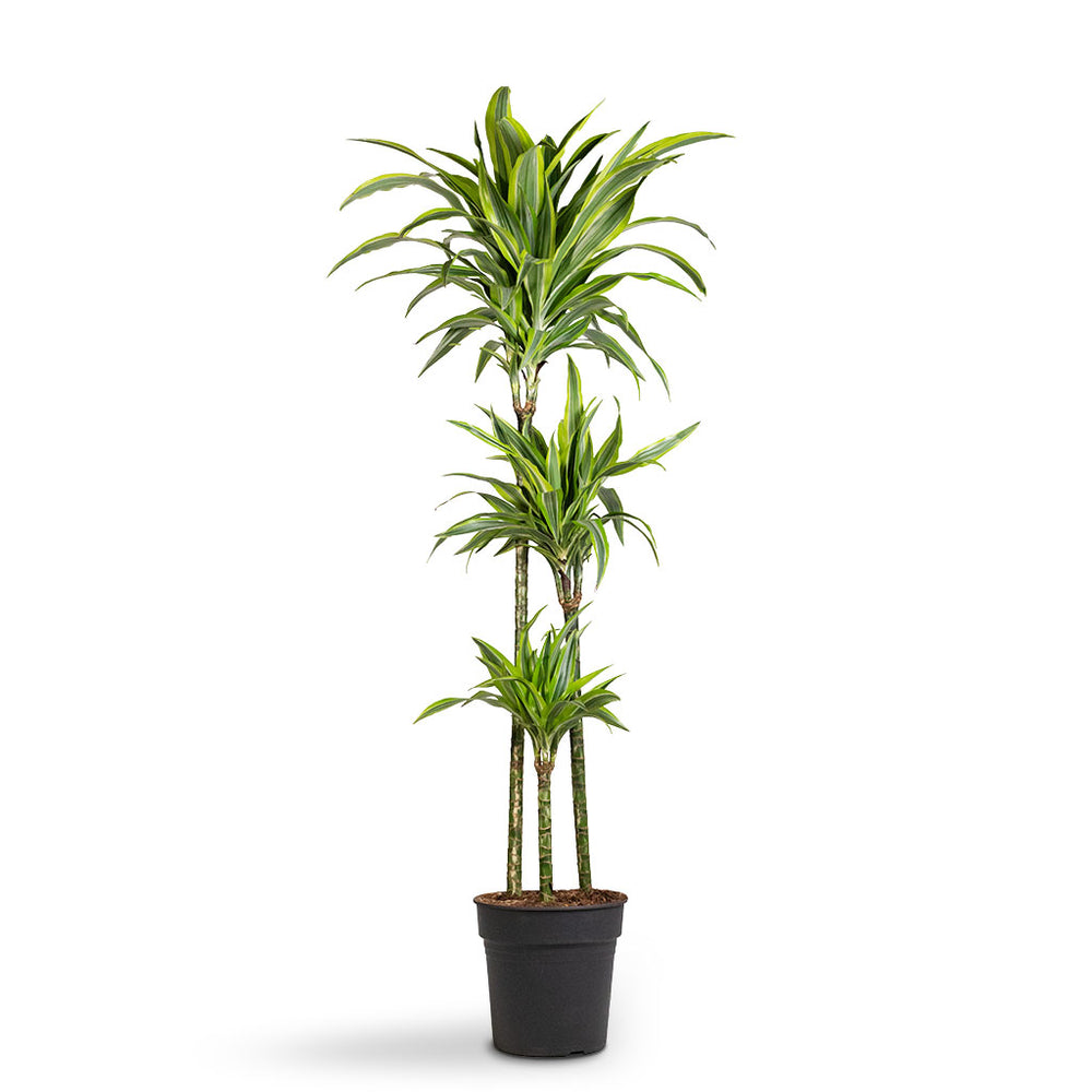 Dracaena fragrans Lemon Lime Multi Stem Plants - Clean Air | Hortology ...