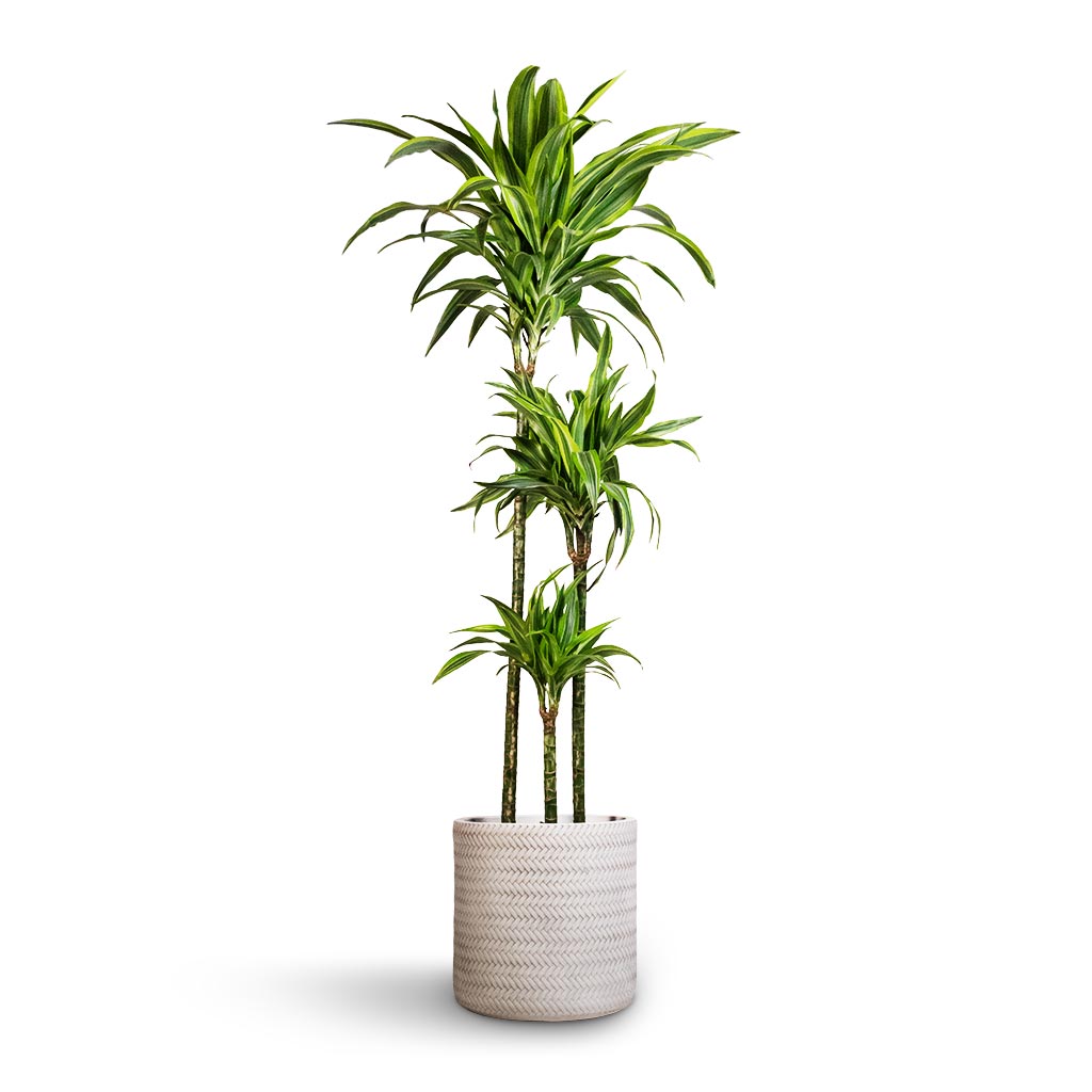 Dracaena fragrans Lemon Lime - Multi Stem & Angle Cylinder Plant Pot - White