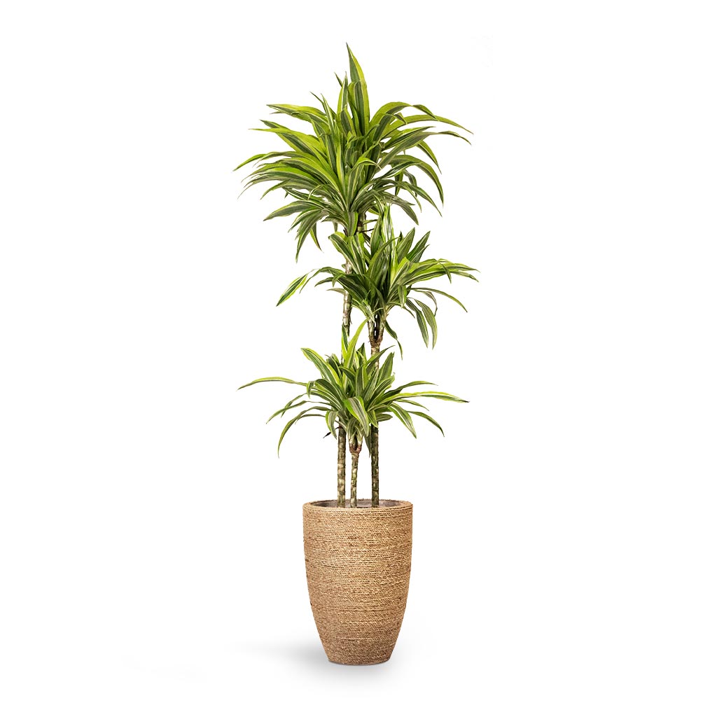 Dracaena fragrans Lemon Lime Multi-Stem Indoor Plant and Ben Plant Pot - Straw Grass