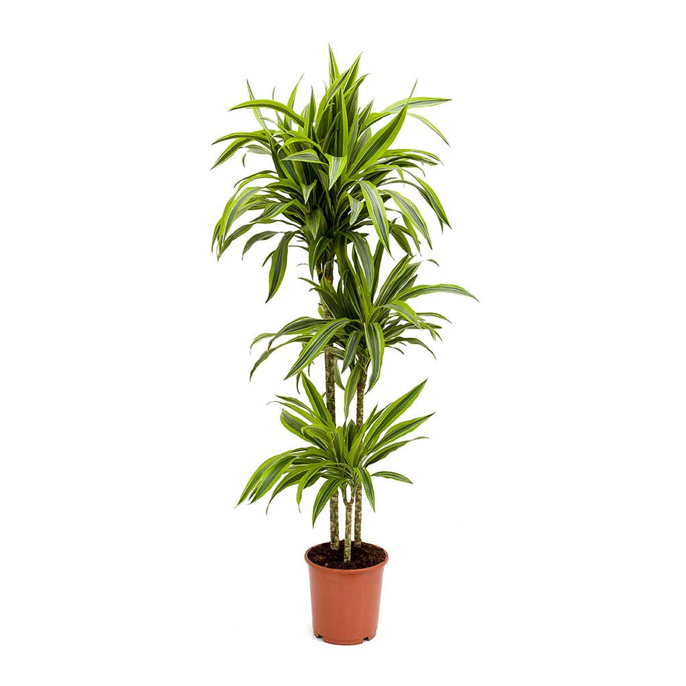 Dracaena fragrans Lemon Lime Multi Stem Plants - Clean Air | Hortology