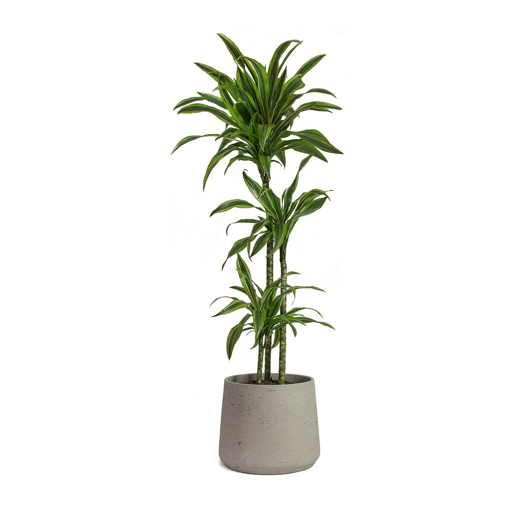 Dracaena fragrans Lemon Lime Multi Stem & Patt Plant Pot Grey Washed