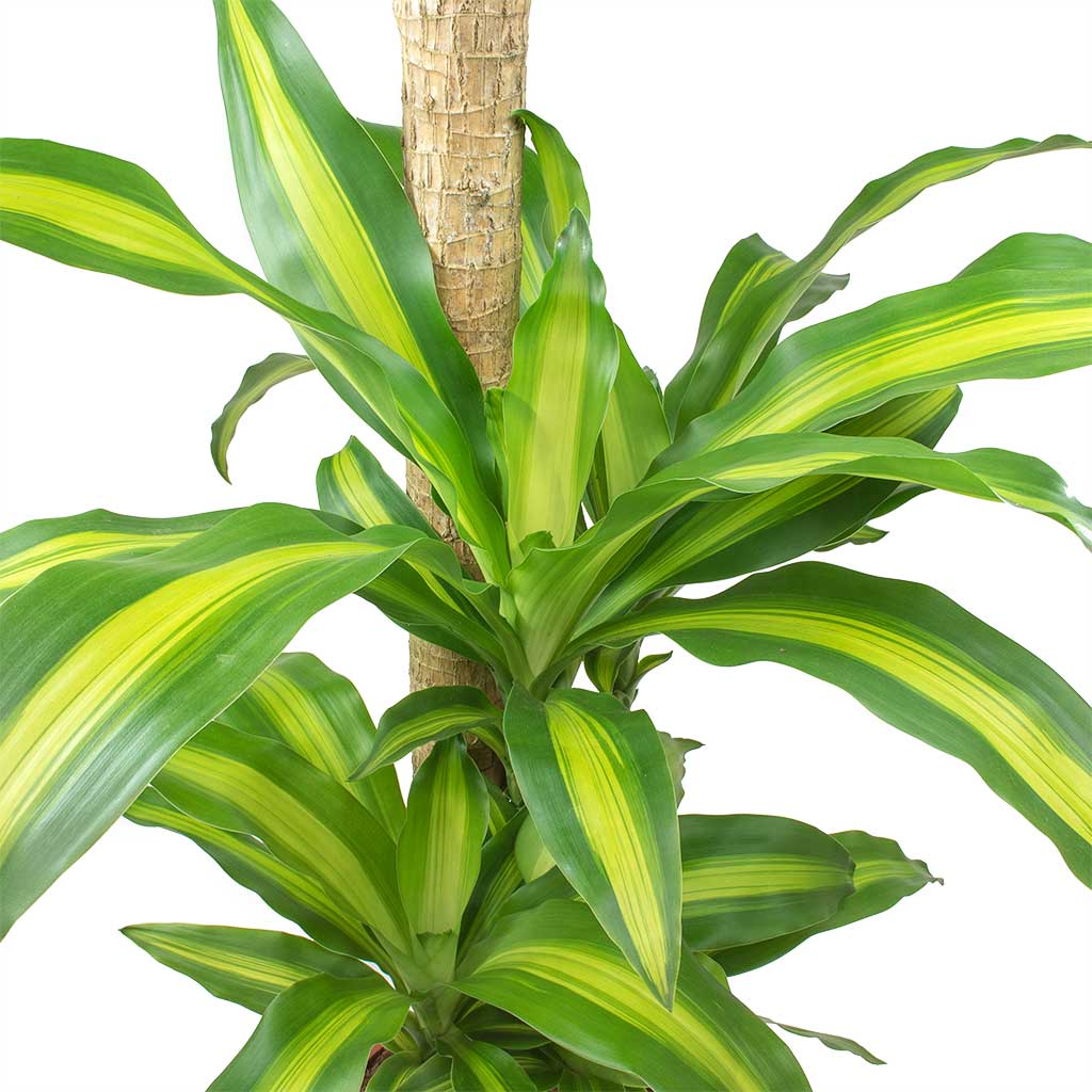 Dracaena fragrans Massangeana Leaves